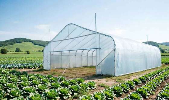 Factory Price Hot Galvanized Steel Frame Plastic Sheet Single Span Greenhouse Tunnel Greenhouse for Agricultural Vegetable
